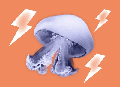 В рамках программы ФАО у берегов Южной Африки обнаружены новые виды медуз |  Новости ООН
