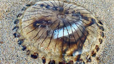 Медузы, Медуза, Под водой (3278x5826) - обои для рабочего стола