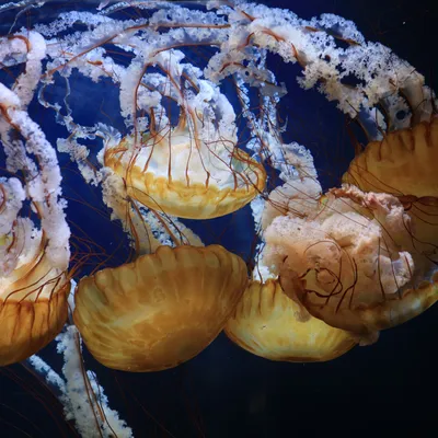 Медуза на белом фоне hyper | Премиум Фото