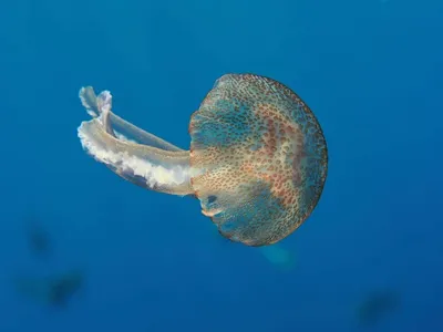 Маленькая красивая медуза на фоне …» — создано в Шедевруме