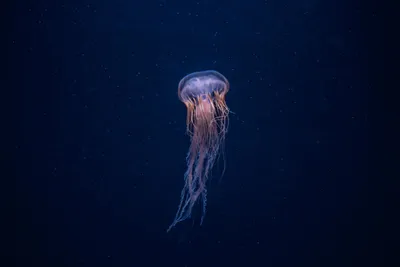 Медуза рисунок - 57 фото