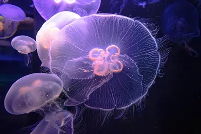 Российские ученые рассказали об исследованиях медузы, способной  возвращаться в «младенчество» - Газета.Ru | Новости