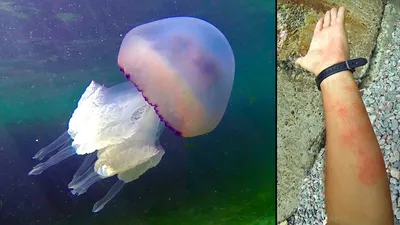 Редкую медузу с пульсирующим телом впервые в истории сняли на видео