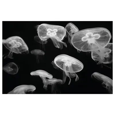 Перевернутая медуза • Вероника Самоцкая • Научная картинка дня на  «Элементах» • Биология