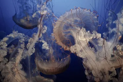 Космическая медуза, на фоне млечного…» — создано в Шедевруме