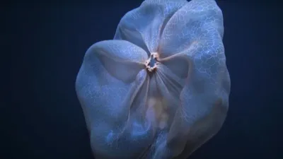 Что делать, если ужалила медуза? | Evolutis Clinic | Дзен
