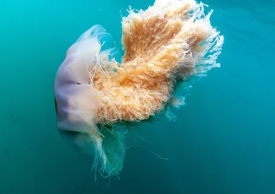 Скачать 938x1668 медуза, подводный мир, под водой, пузыри обои, картинки  iphone 8/7/6s/6 for parallax