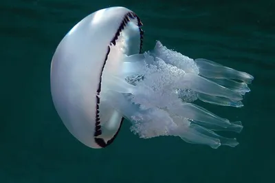 Как уберечься от медузы-крестовика | ЗДОРОВЬЕ | АиФ Владивосток