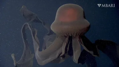 три медузы на темном фоне, медуза, биолюминесценция, позвоночное животное  фон картинки и Фото для бесплатной загрузки