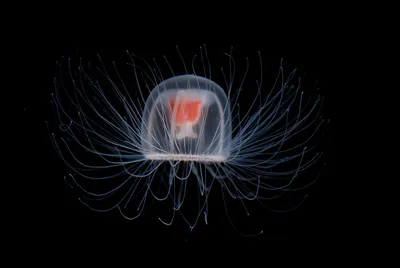 Медуза: изящная красота и опасность водного мира | Удивительный мир 🌍 |  Дзен