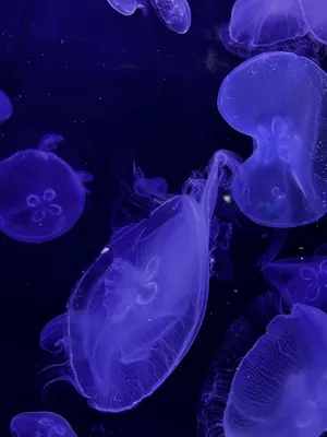 Медуза на черном фоне | Премиум Фото