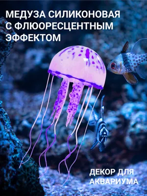 Редкая гигантская медуза попала на видео – K-News