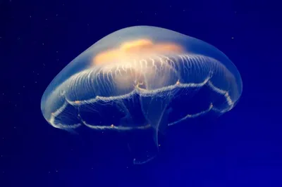 Обои на телефон медузы, щупальца, подводный мир, темный, синий - скачать  бесплатно в высоком качестве из категории \"Животные\"