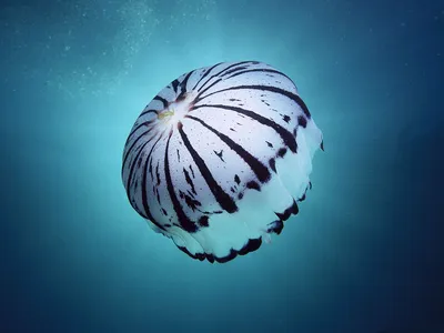 Скачать 1350x2400 медуза, существо, подводный мир, черный обои, картинки  iphone 8+/7+/6s+/6+ for parallax
