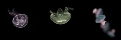 ИЗВЕРЖЕНИЕ , медуза кислотная creative…» — создано в Шедевруме