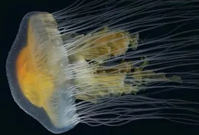 Медуза на черном фоне - 76 фото