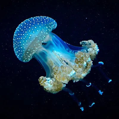 Скачать 938x1668 медуза, подводный мир, темный, щупальце, черный обои,  картинки iphone 8/7/6s/6 for parallax