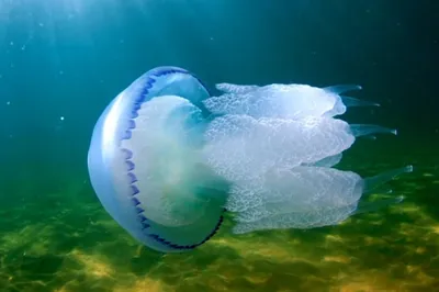Красивые медузы, Медуза в неоновом свете с рыбами Подводная жизнь в медузах  океана возбуждая и космическая видимость Стоковое Фото - изображение  насчитывающей подготовка, океан: 153463140