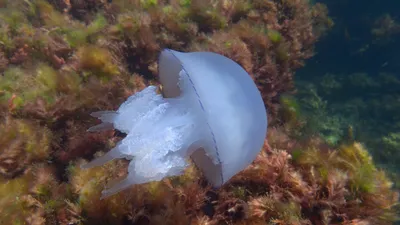 В рамках программы ФАО у берегов Южной Африки обнаружены новые виды медуз -  АЗЕРТАДЖ