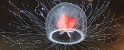медузы на черном фоне. медузы - это вид медуз в семейной физиорхизе  панктата. Иллюстрация штока - иллюстрации насчитывающей конструкция, море:  274650122
