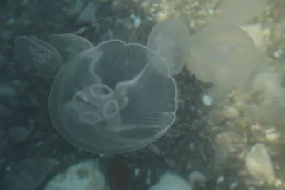 Донские учёные будут солить медуз для еды | ОБЩЕСТВО | АиФ Ростов-на-Дону
