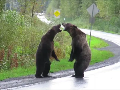 Best Wish - Медведь Гризли Мощь и красота | Facebook