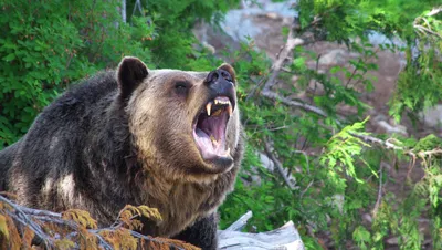 Почему Гризли побеждает белого медведя 1 на 1, если бурый медведь меньше? |  Пикабу