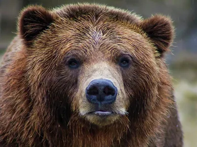 Медведица и медвежонок съели туриста в Йеллоустонском парке - 09.08.2015,  Sputnik Беларусь