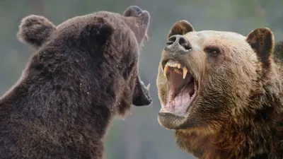 Скачать обои медведь, гризли, bear, grizzly разрешение 2560x1600 #19577