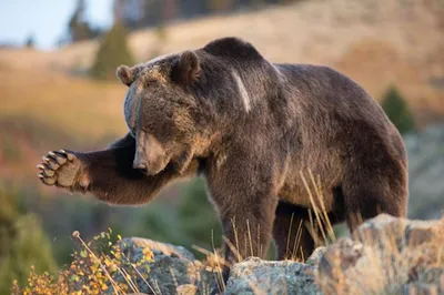 Медведь Гризли, самка 14686 с доставкой в Москве в интернет-магазине  «Наследникъ Выжанова»