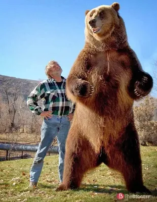 Сколько весит медведь гризли. Медведь гризли: описание с ... | Медведь  гризли, Медведи гризли, Гризли