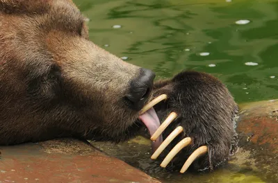BB.lv: Схватку медведя гризли со стаей волков сняли на видео