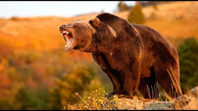 Медведь гризли рычать стоковое изображение. изображение насчитывающей  спутывать - 26609811