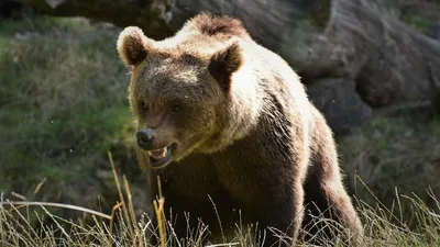 Кто сильнее: сибирский бурый медведь против американского гризли | В когтях  у хищника | Дзен