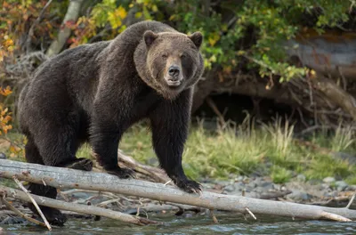 Медведь гризли Аляски Брайна с Cubs Стоковое Изображение - изображение  насчитывающей шерсть, эко: 28607795