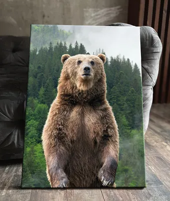 Нести Бурый Медведь Гризли - Бесплатное фото на Pixabay - Pixabay