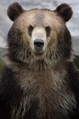 Медведь гризли | Far Cry Wiki | Fandom
