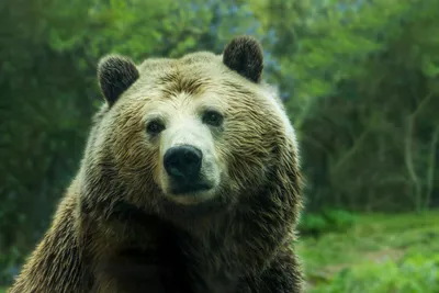 Голодный медведь гризли растерзал охотника на Аляске впервые за 40 лет