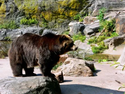 Фигурка животного Детское Время Медведь гризли купить по цене 498 ₽ в  интернет-магазине Детский мир