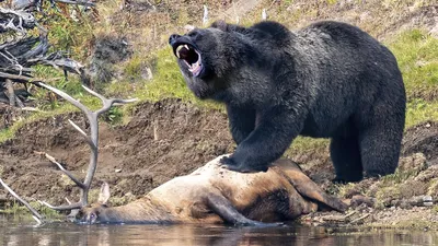 Deer and even bison are afraid of him like fire! Grizzly is a huge and  aggressive bear! - YouTube