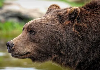 Медведь гризли стоя на утесе Стоковое Фото - изображение насчитывающей  одичало, форрест: 26505802
