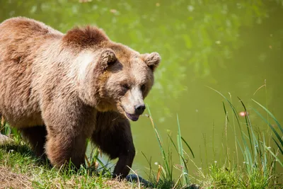 Мангал «медведь Гризли», купить по доступной цене в ООО «Лазерная резка» в  Санкт-Петербурге