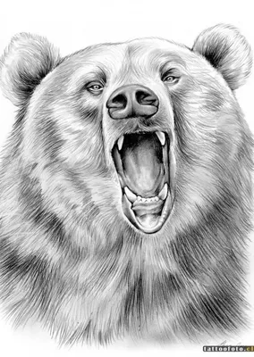 Медведь карандашом цветным (43 шт)