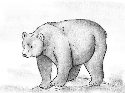 Медведь карандашом - 67 фото