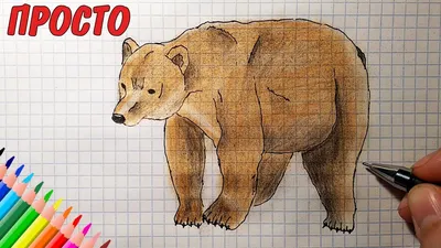 How to draw a BEAR / 1080r / Drawings for children - YouTube