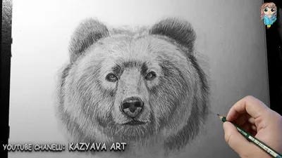 Как нарисовать медведя - поэтапная инструкция по рисования, бурого и белого  медведя
