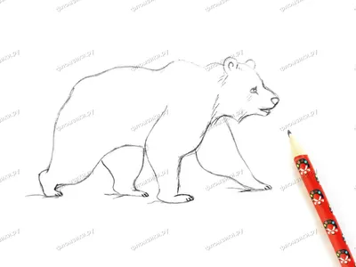 Как нарисовать медведя в полный рост карандашом. - YouTube