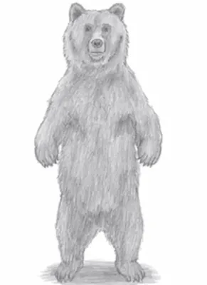 Векторное изображение медведя (морда злого медведя) бесплатно — Abali.ru