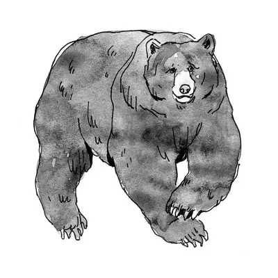 Рисунок белого медведя карандашом - 50 фото