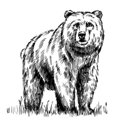 Белый медведь, который был подготовлен карандашом. Черно-белые рисунки.  Иллюстрация штока - иллюстрации насчитывающей изображение, нарисовано:  183944672